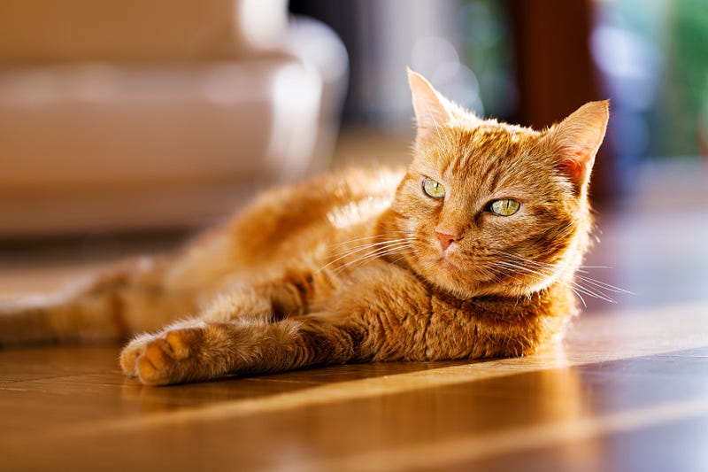 Cat basking in sunlight