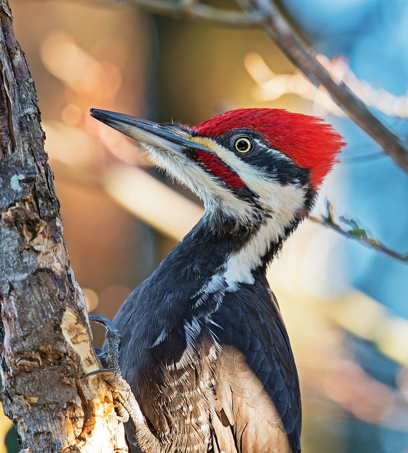 Woodpecker tapping on trees, symbolizing perseverance.