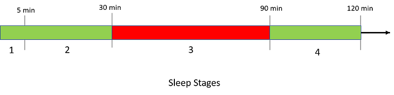 Diagram of the sleep cycle stages