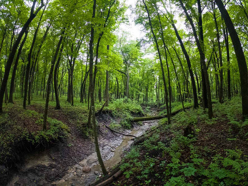 Exploring the serene maple forests of Minnesota