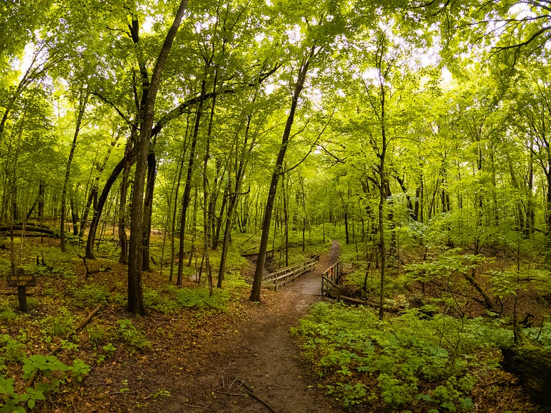 Another forest scene in Minnesota