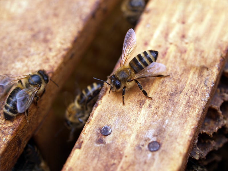 Virgil's "Georgics" on beekeeping