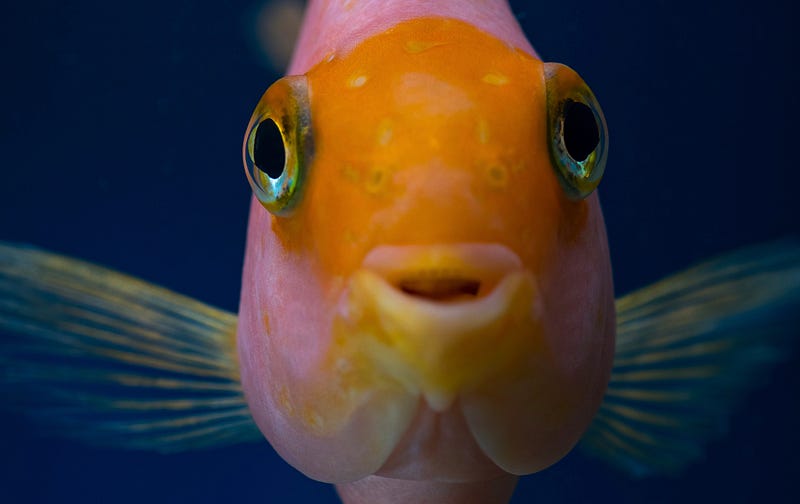 Goldfish navigating their driving tank