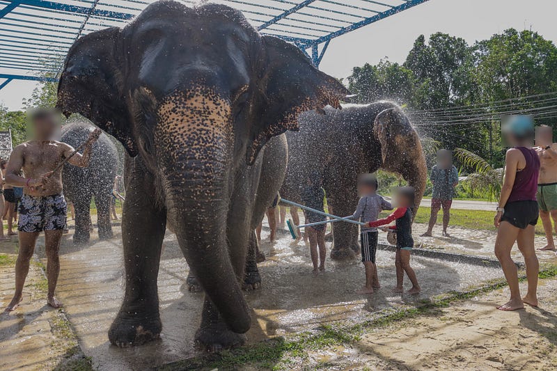 Tourists interacting with elephants at a sanctuary