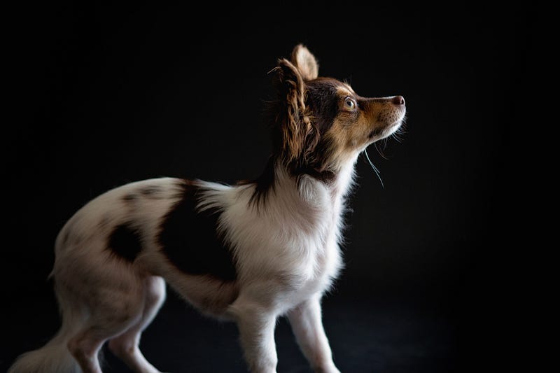 Artwork of a dog gazing into the unknown