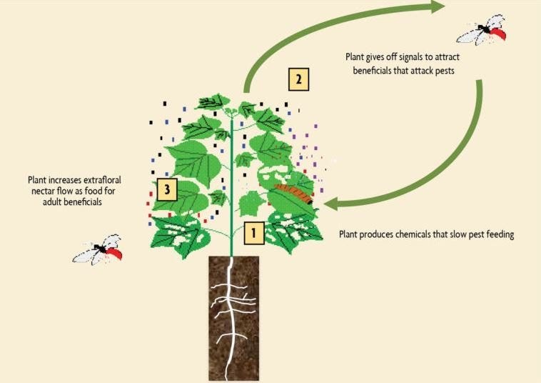 Plants communicating to fend off pests