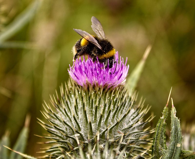 Bumblebee pollinating a thistle flower