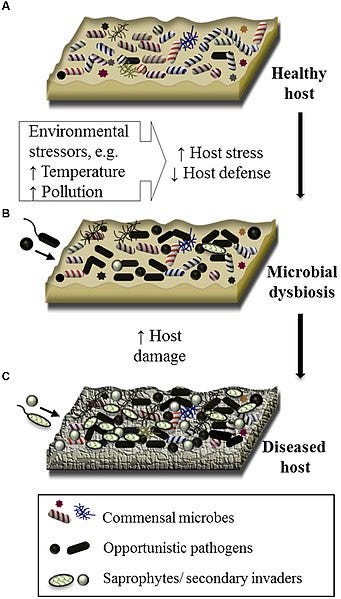 Changes in gut microbiome post-stress exposure