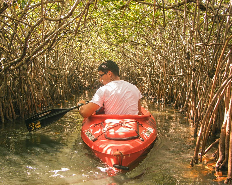 Mangrove forest offering essential ecosystem services.