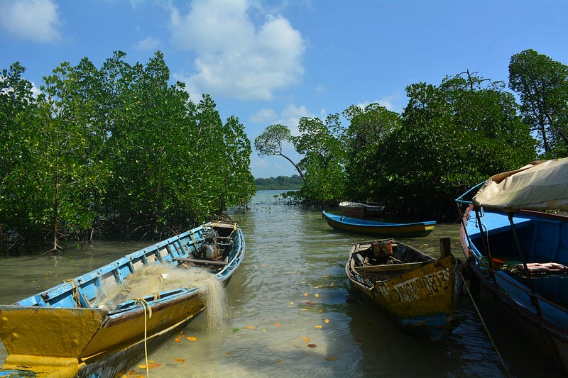 A serene view of a mangrove ecosystem.