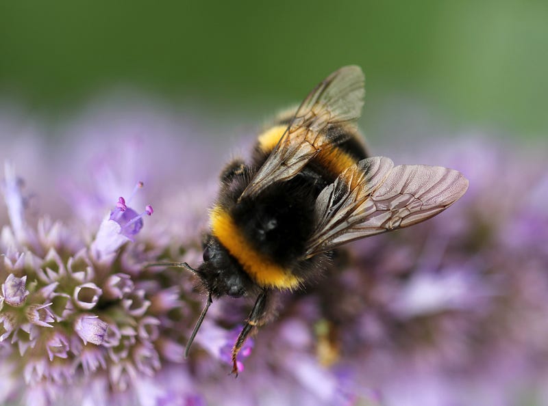 A close-up of a bee in its natural habitat