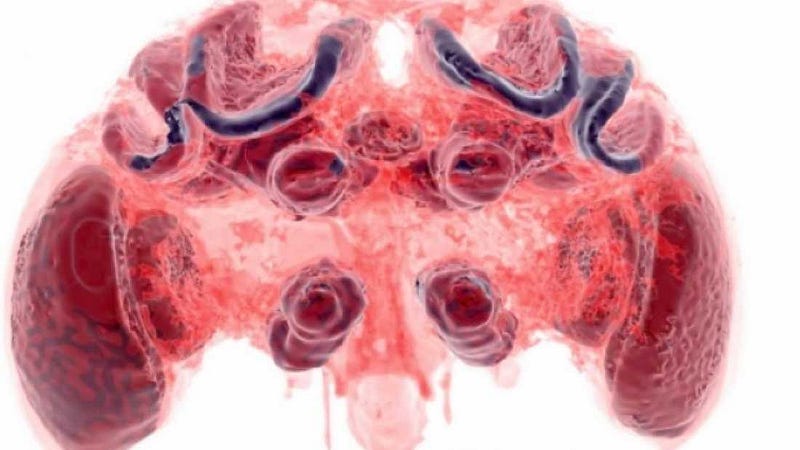 Diagram of a bee's brain highlighting mushroom bodies