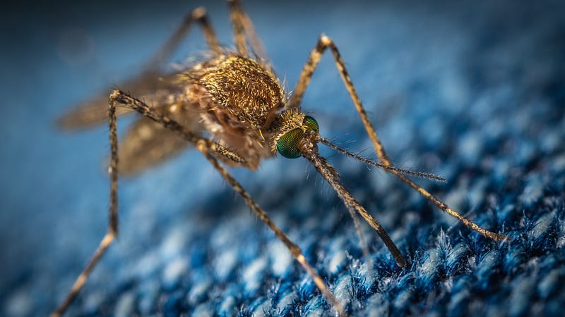 Genetically Modified Mosquitoes in Action