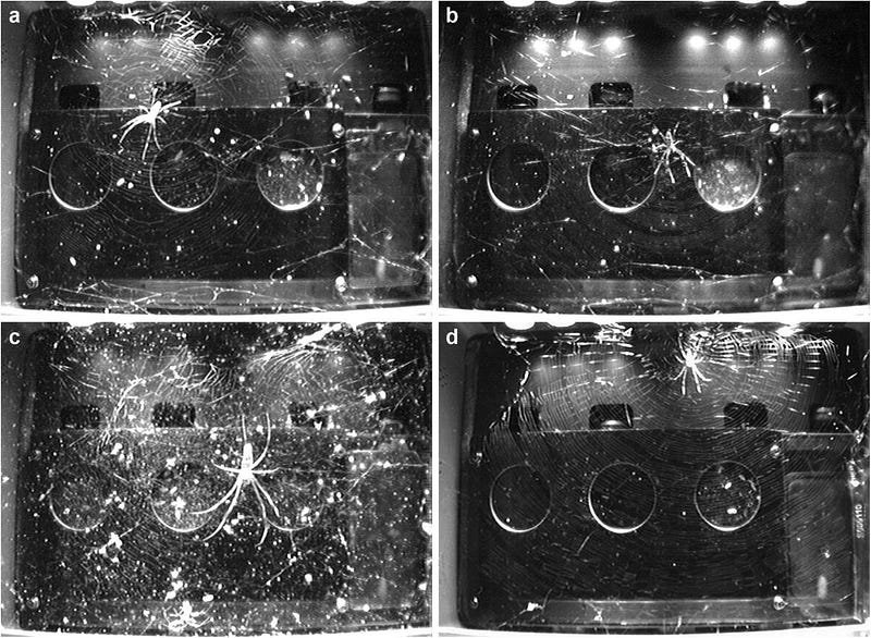 Webs constructed by spiders in a microgravity environment