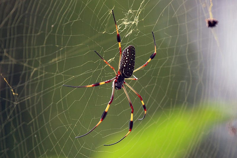 A female Trichonephila clavipes, similar to those used in the experiment