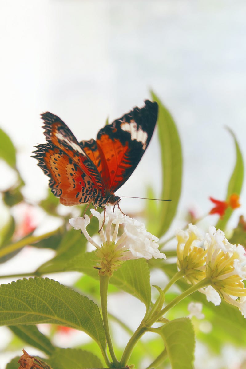 Caterpillar transforming into a butterfly