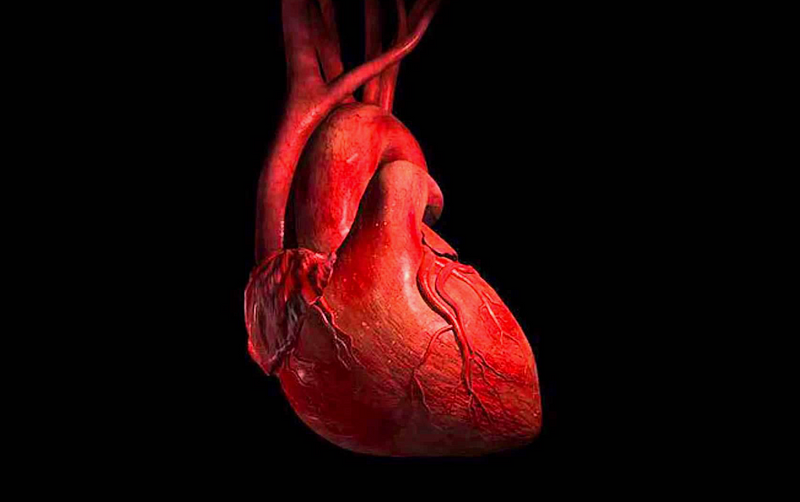 Image illustrating heart health facts