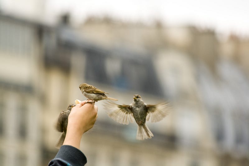 A serene landscape with birds in the foreground