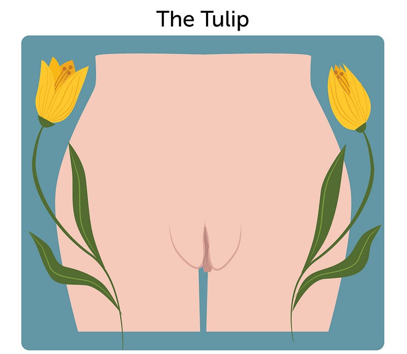 Tulip-shaped vulva illustration