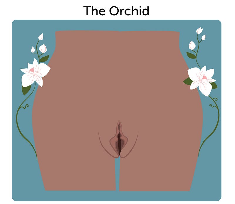 Orchid-shaped vulva illustration