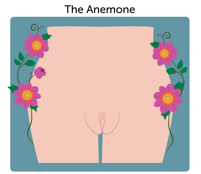 Anemone-shaped vulva illustration