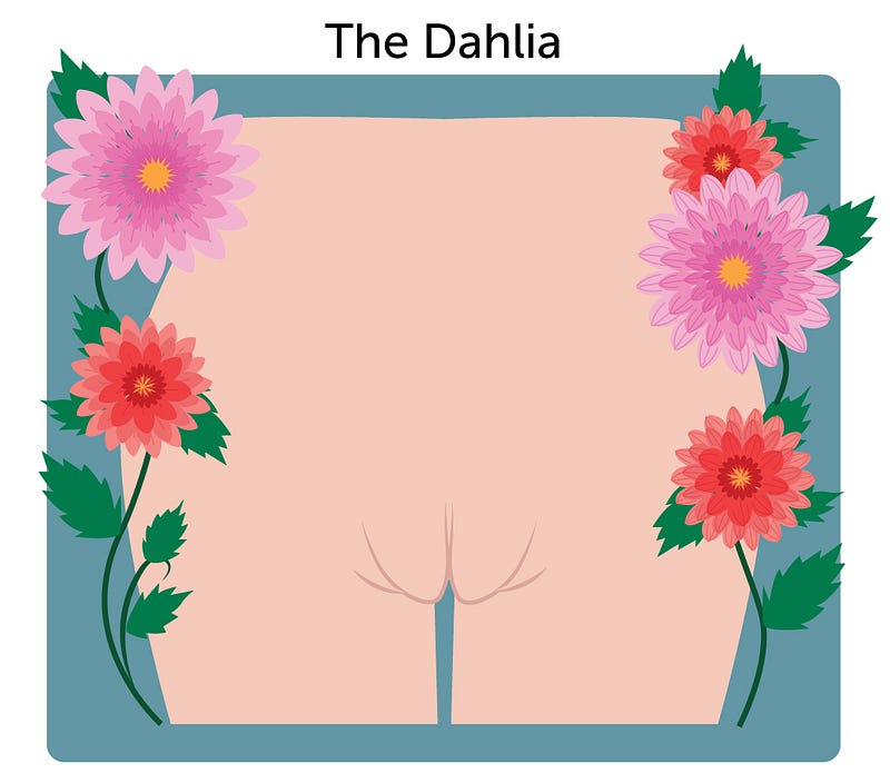 Dahlia-shaped vulva illustration