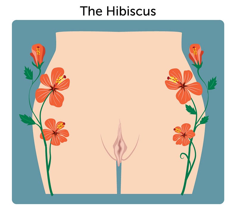 Hibiscus-shaped vulva illustration