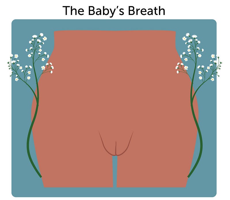 Baby's Breath-shaped vulva illustration