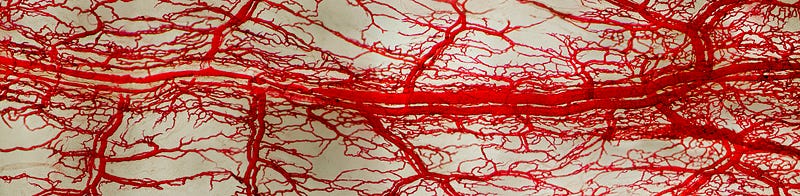 Microscopic Vasculature of the Omentum