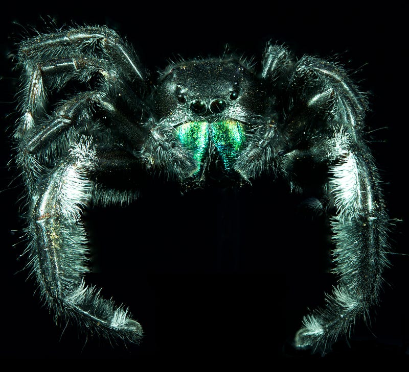 Regal Jumping Spider: A Focus Stacked Capture