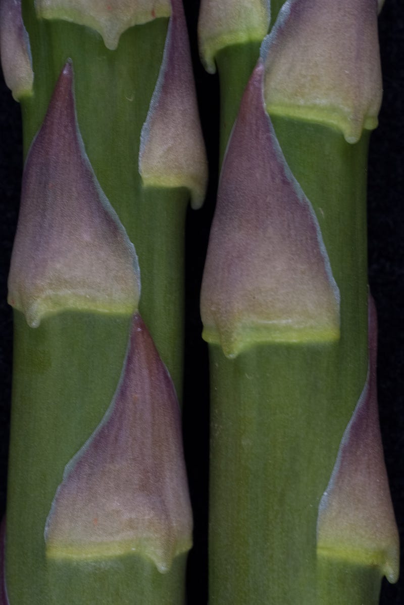 Close-Up of Asparagus