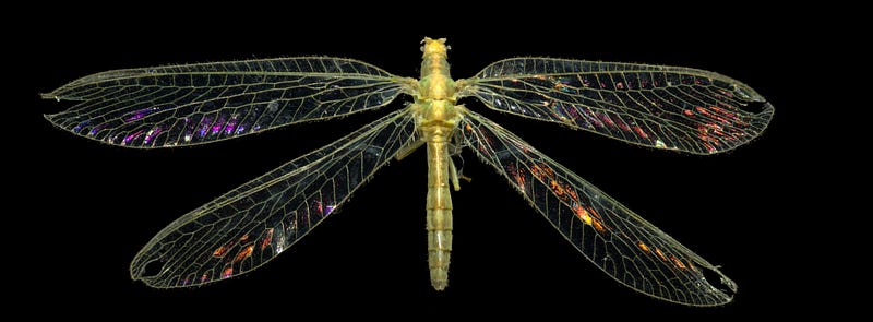 Iridescence of Lace Wing Specimen