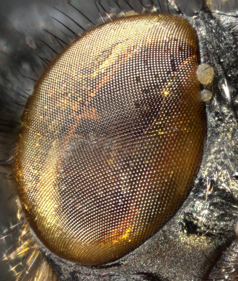 Close-Up of Insect Eye with Mold