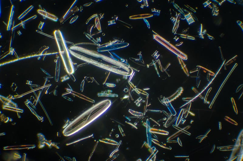 Cross-Polarization of Diatom Samples