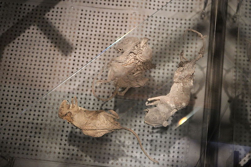 Rats at Hyde Park Barracks Exhibition