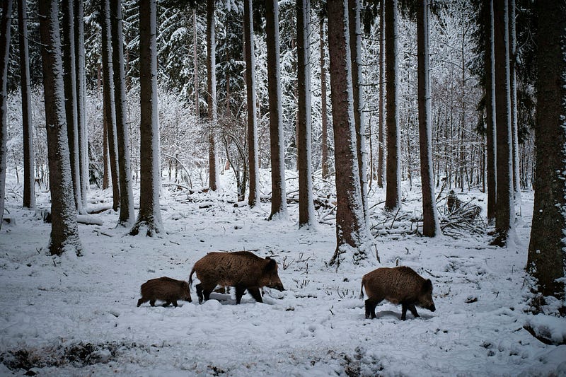 A group of wild pigs in a forested area