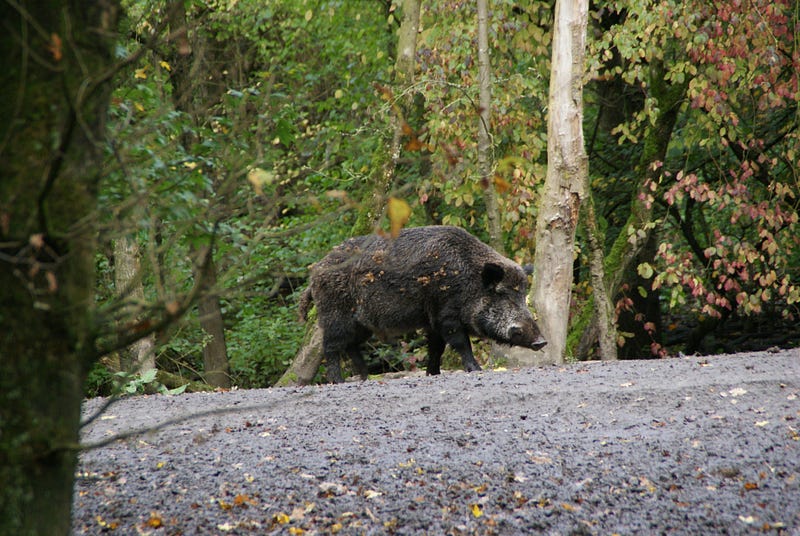 An aerial view of a forested area where wild pigs roam