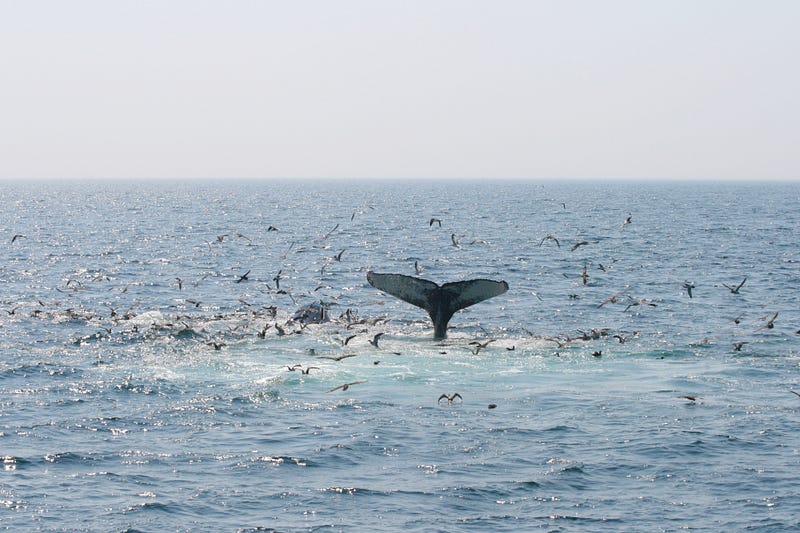 Humpback Whales in a vibrant ocean setting