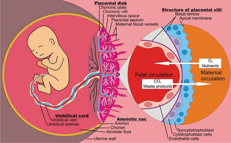 Viral code's role in human development