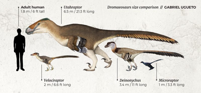 Size comparison of dromaeosaurs and humans