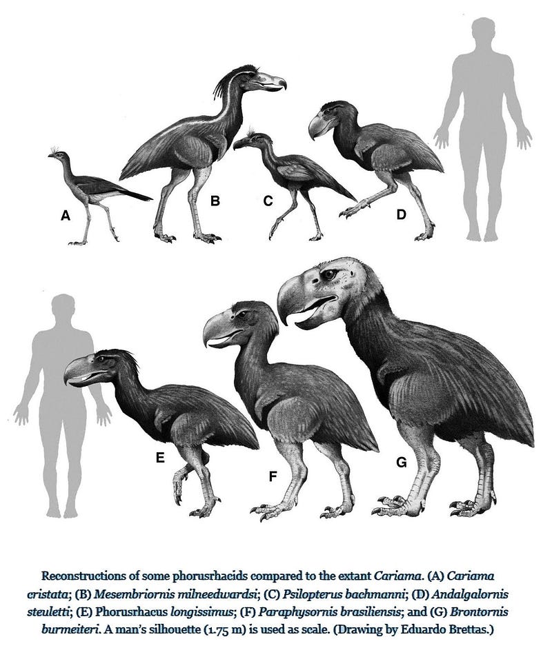 Reconstructions of phorusrhacids